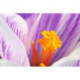 Коврик на стол Attache Selection 35x59см СROCUS цветок, ламиниров картон