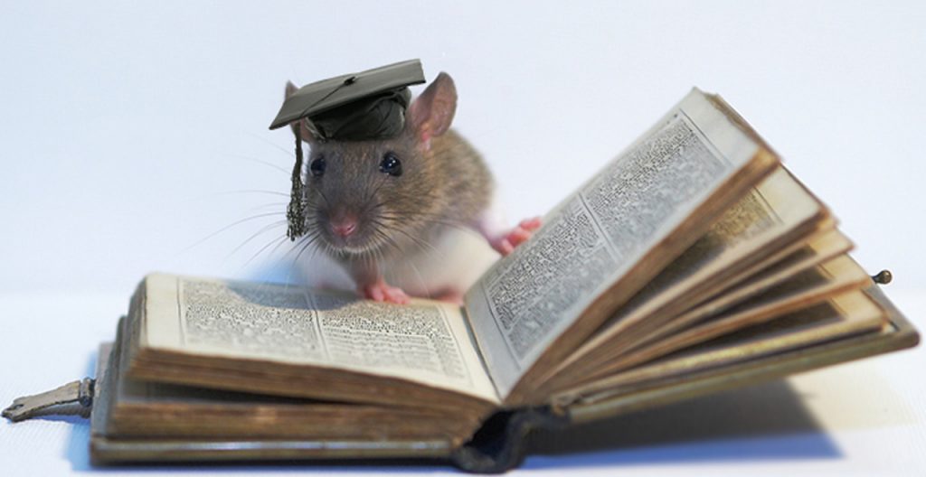 крыса читает
